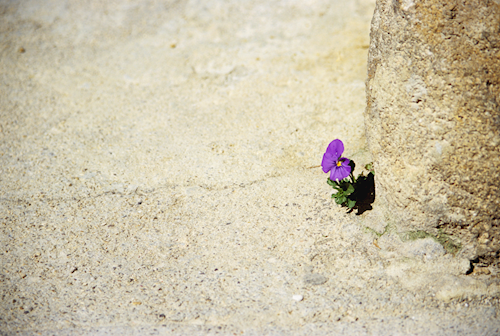 purple flower going through sandstone