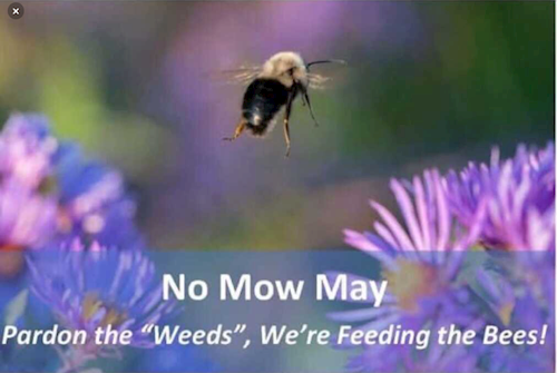 No Mow May