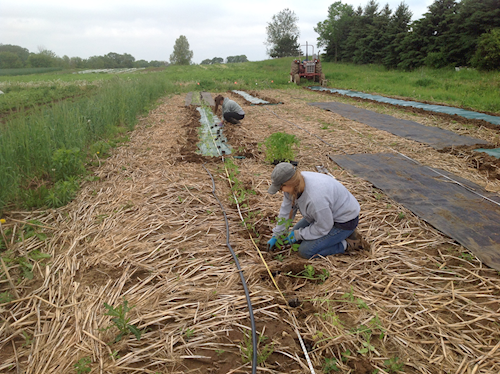 Farmers planting using no till method