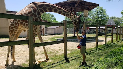 Zookeeper feeding giraffe