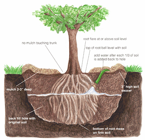 Tree in ground drawijng