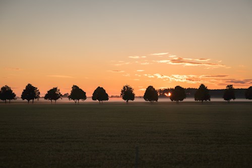 sunlight through row of trees