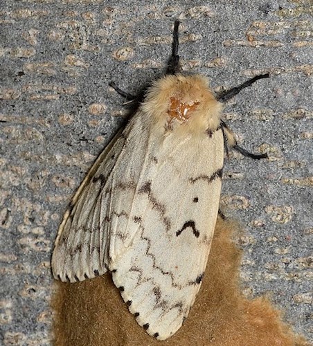 Male moth with large antennae